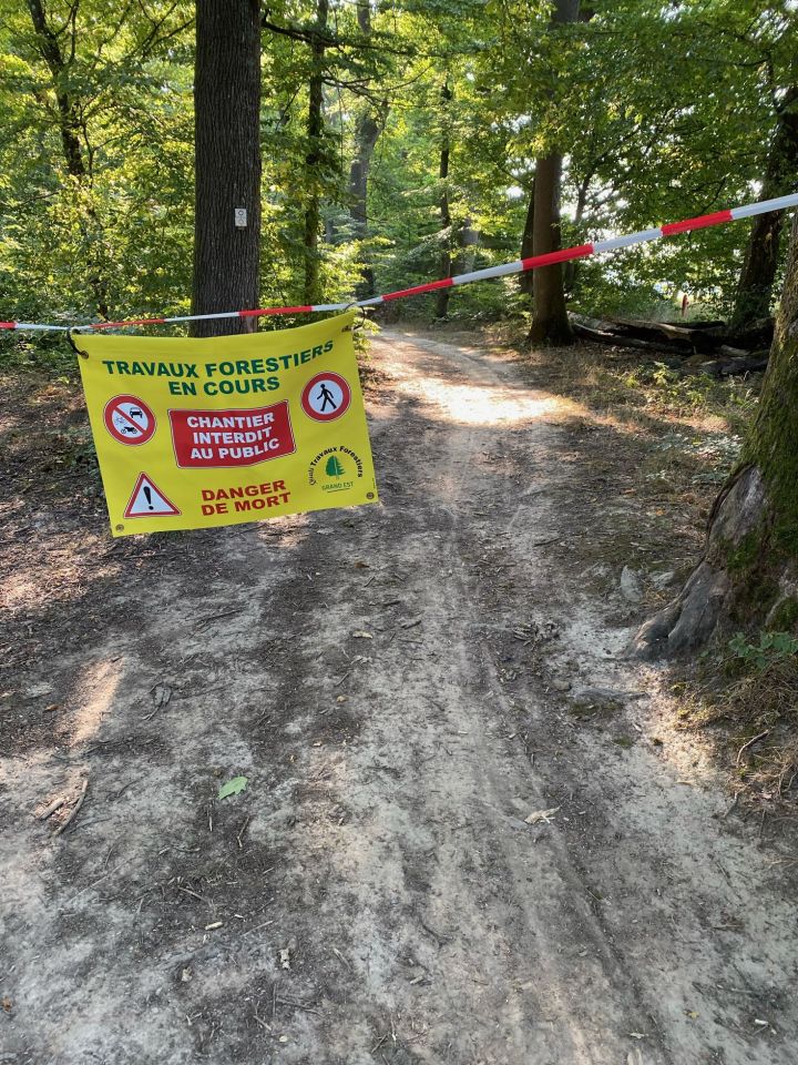 Voir l'article Travaux forestiers - forêt Grossbannwald Travaux forestiers - forêt Grossbannwald